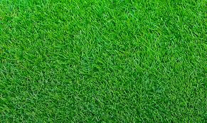 ZEON-ZOYSIA.jpeg