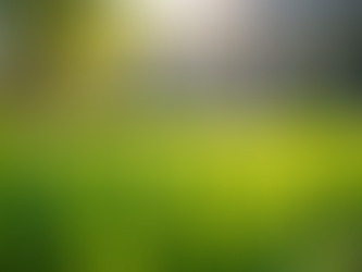 The Advantages of St. Augustine Sod