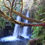 Miniatura: Parque Nacional Alerce Andino (Sendero Huillifotem - Laguna Sargazo)