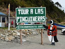 Miniatura: Tour Ancud - Pinguinera Puñihuil