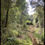 Miniatura: Parque Nacional Alerce Andino (Sendero Huillifotem - Laguna Sargazo)