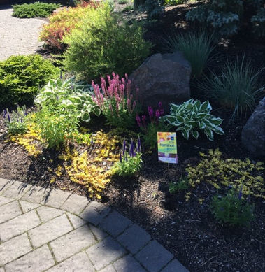 Cheryl front yard 2020 nominee_edited.jpg