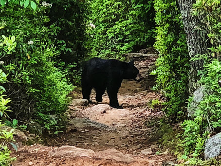 6/2/18 Day 314 AT Day 74:  Shenandoah National Park!  Park #15!!!!!  Skyland Resort to Pass Mountain