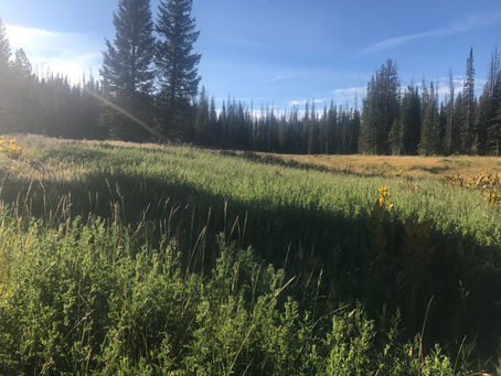 Day 29: 8/22/17 There are trees again!! Honestly I'm super excited about this!