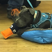 Fizz settling with her favourite toy