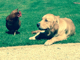 Harry's socialisation with other animals
