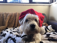Montie gets into the christmas spirit