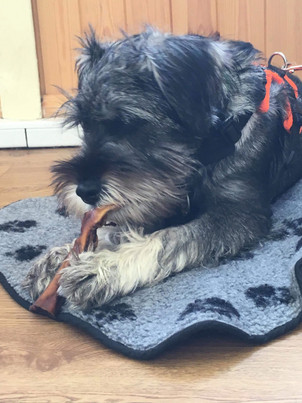 Flirt settles with her beef skin chew