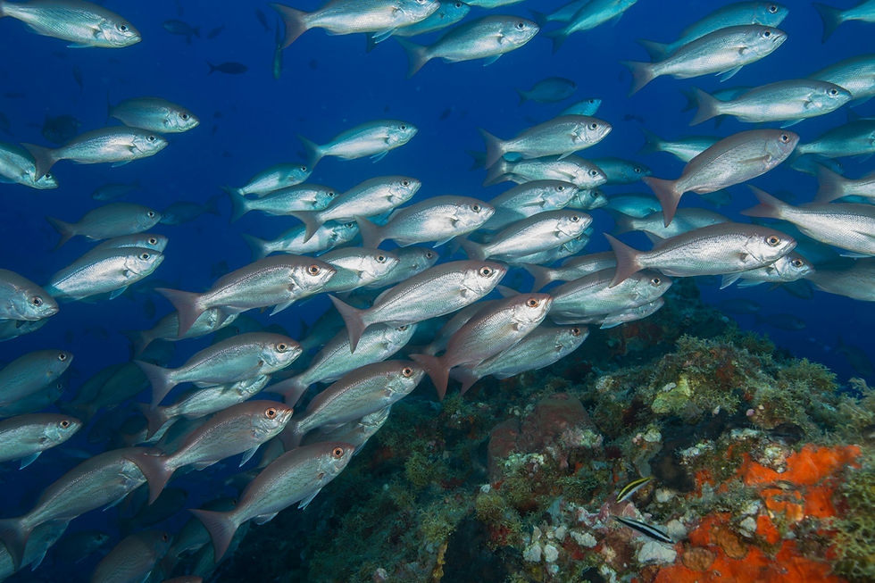 7 Best Options to Donate to Sustainable Fisheries in 2026
