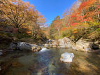 小田深山紅葉情報11/3