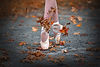 dance-in-the-fall-wind-rob-li.jpg