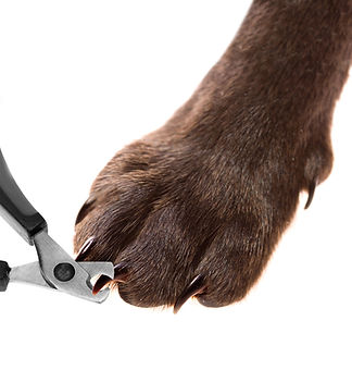 dog-pedicure.jpg