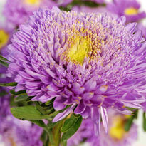 3146690-CallistephusChinensis-RoseOfShanghai-LightBlue-005-AS14-162.jpg