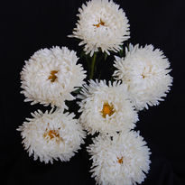 3149040-CalllistephusChinensis-Marlene-White-008.JPG