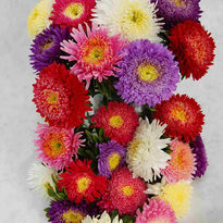 3146910-CallistephusChinensis-RoseOfShanghai-Mix-004.jpg