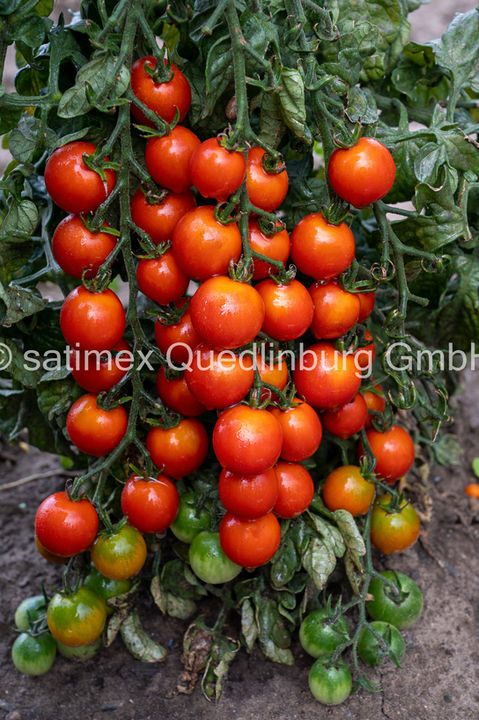Red Bambie 