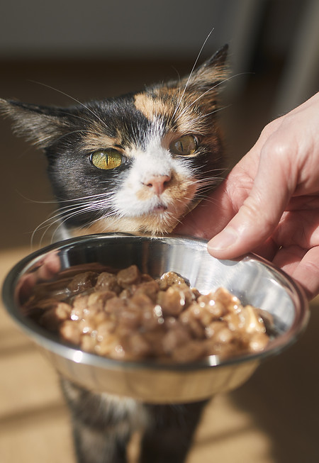 cat-getting-food-bowl.jpg