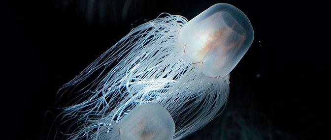 immortal-jellyfish-68d57ba.jpg