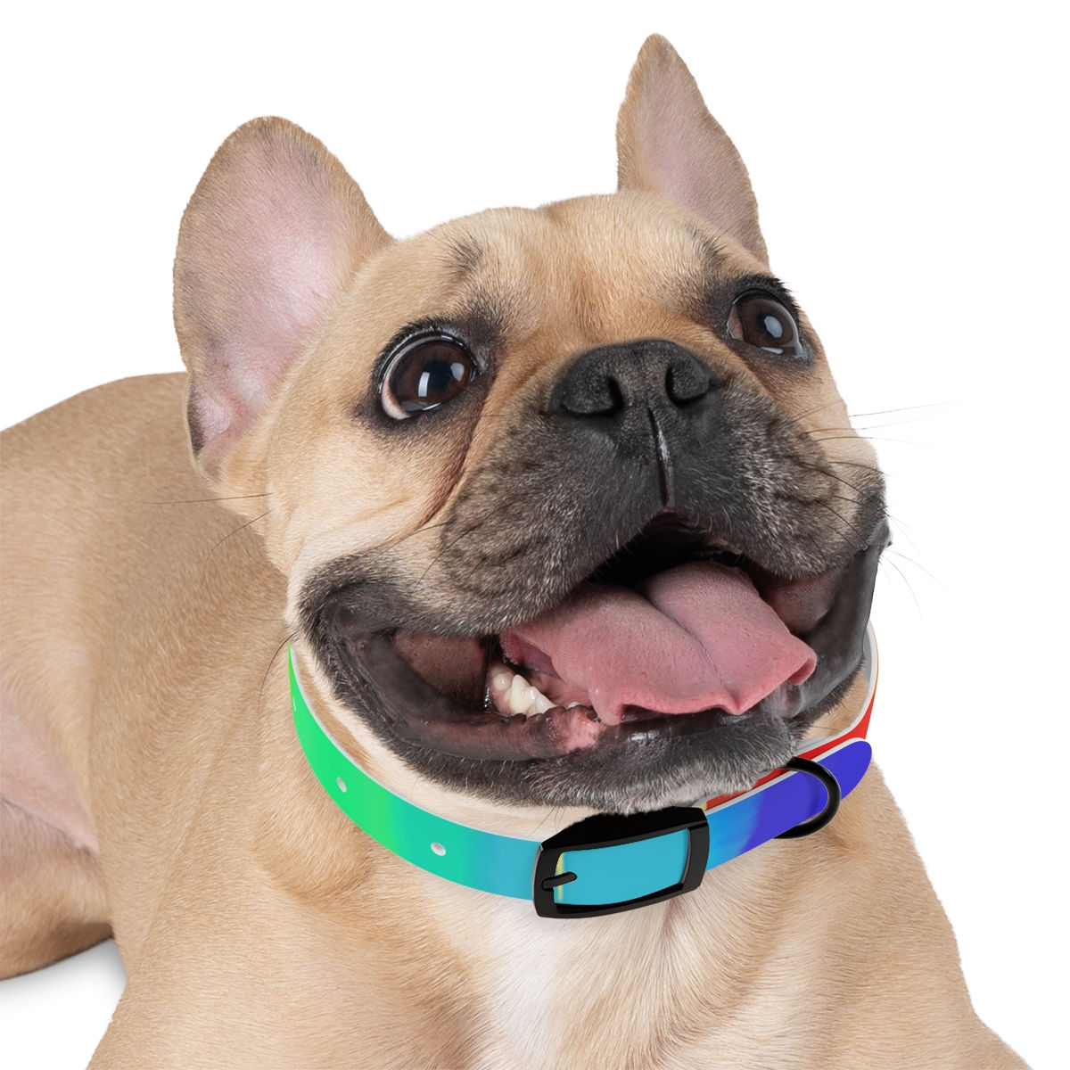 Rainbow Gradient Dog Collar