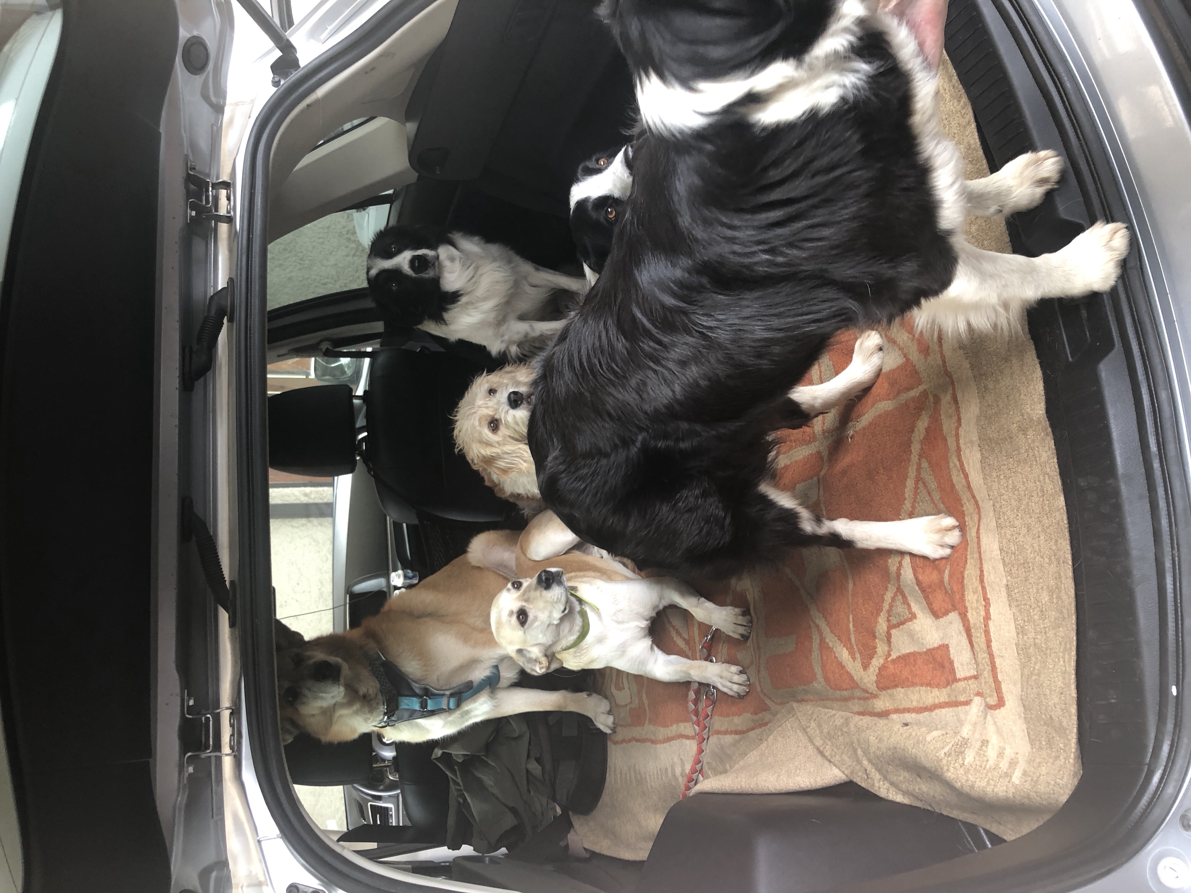 Foto del escritor: Viajar Con Perros
