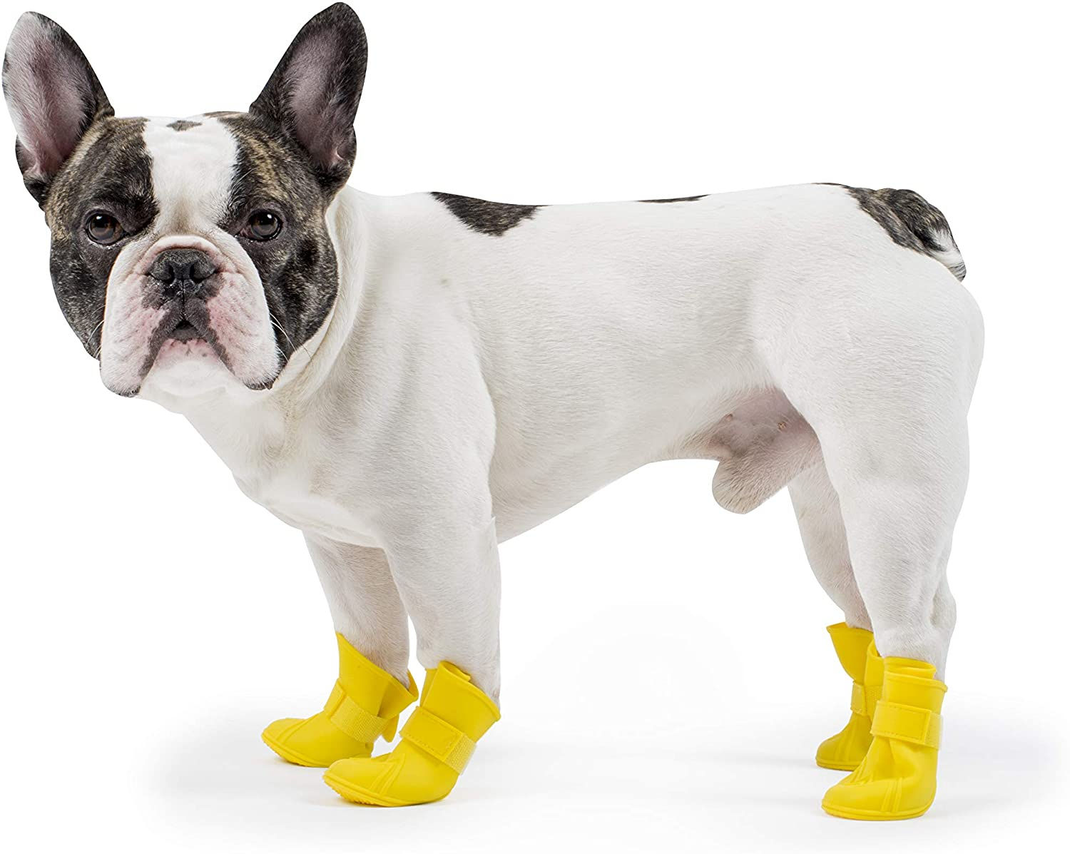 Dog Rain Boots