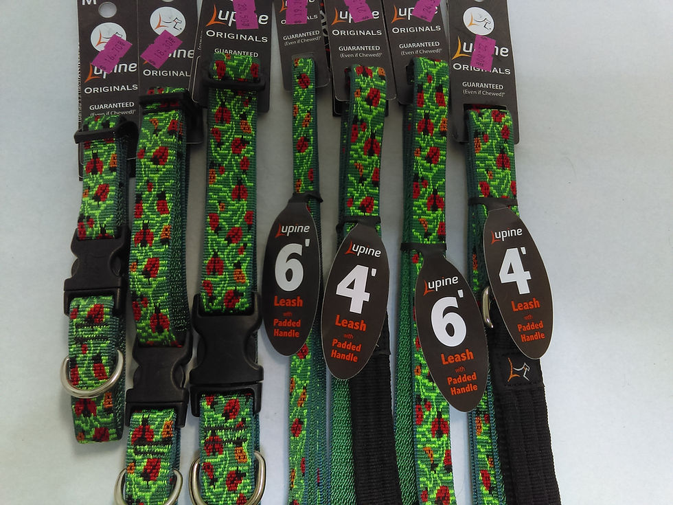 Thumbnail: Lupine Ladybugs