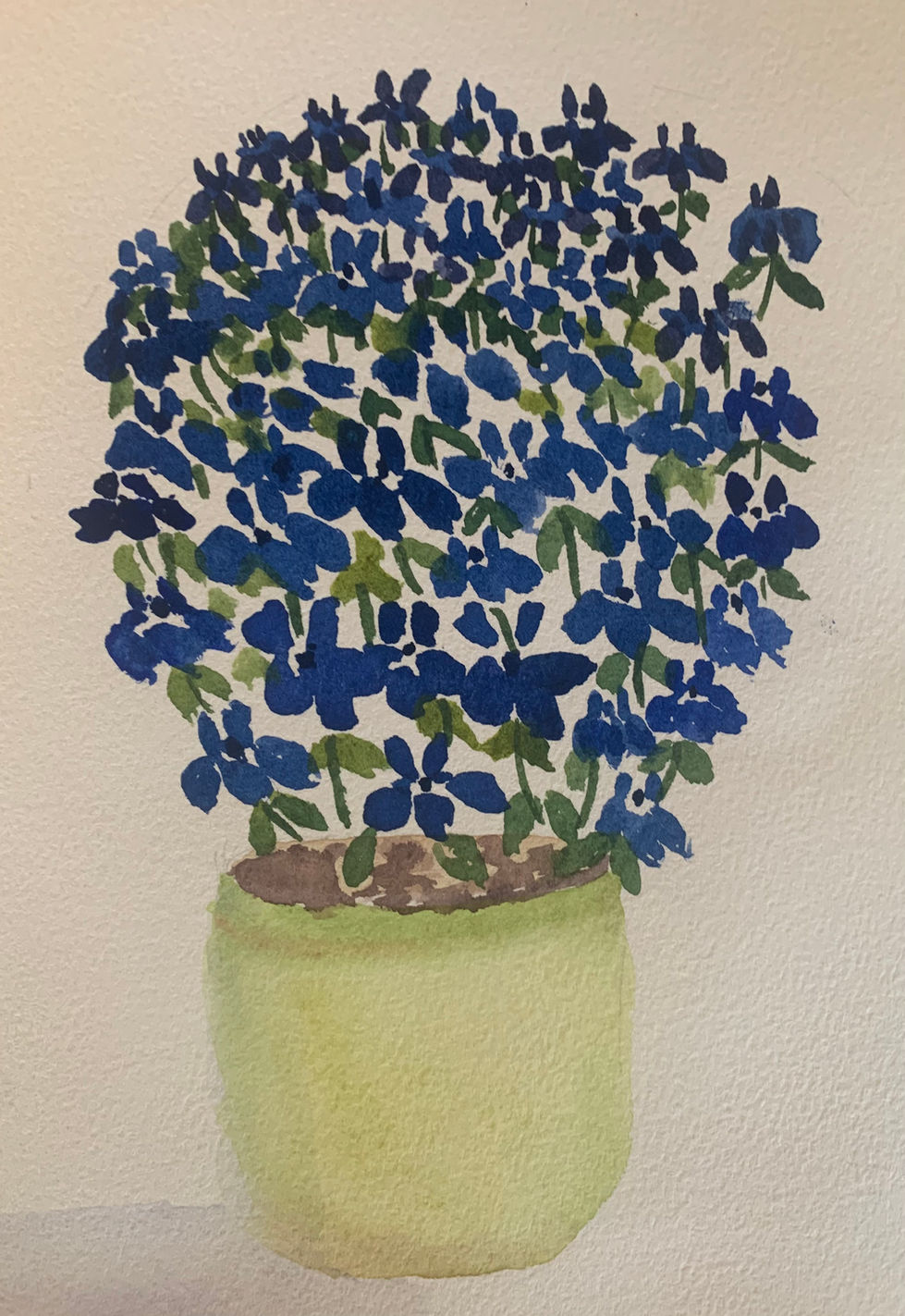 Lobelias