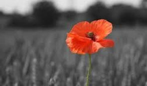 British Legion Poppy