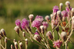 Vernonia en flor y frutos Vernonia incana