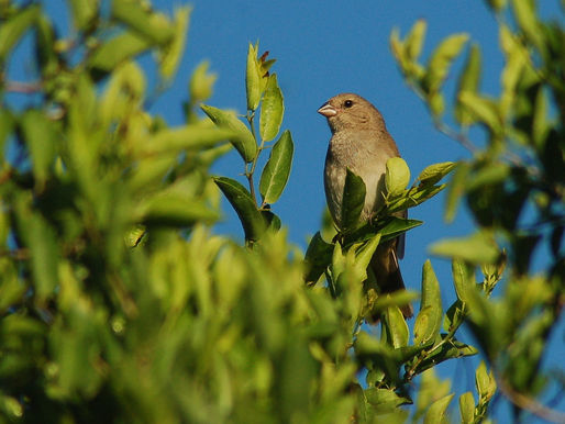 ESPIGUERO PARDO, OTRO REGISTRO INTERESANTE PARA EL “PUESTO EL MESÍAS”