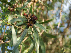 DSC_0107 Frutos Curupà - L. A. Leiva