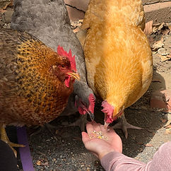 Hand feeding three chickens