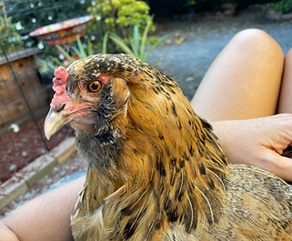 Close up of red chicken with black spots named Ayni