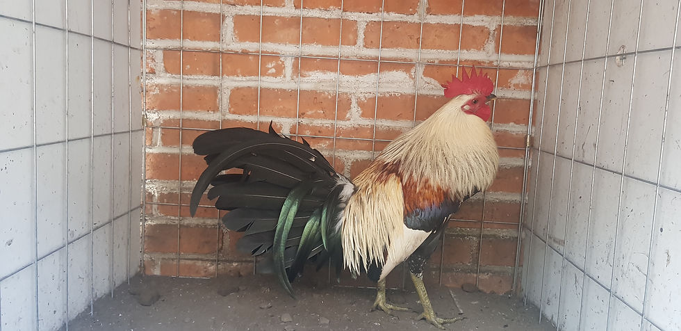 ree