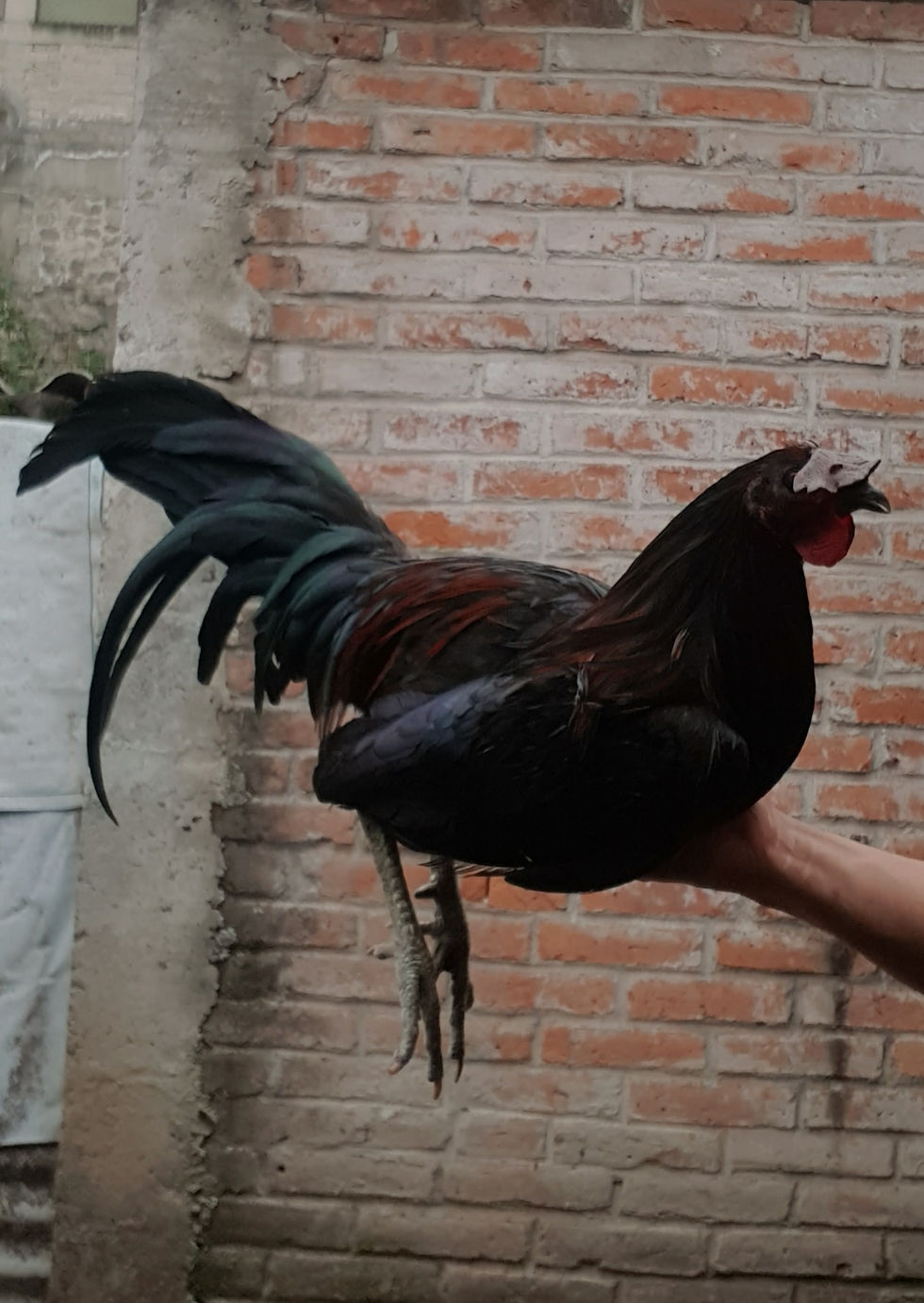 POLLOS SELECCIONADOS PARA EL 15 DE FEBRERO.