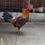 Miniatura: ASILES