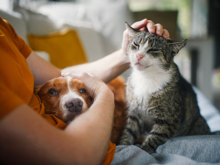 Pet End-of-Life Care