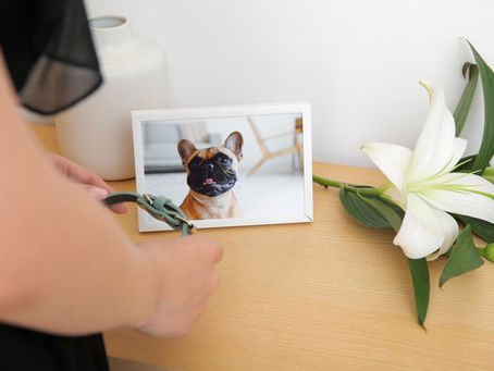 What to Do When Your Pet Passes at Home: A Step-by-Step Guide