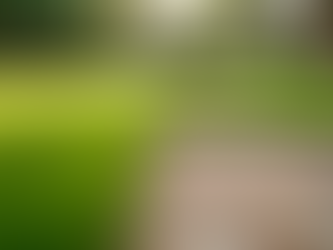 Eco-Friendly Lawn Care Services in San Diego