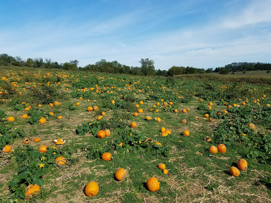 PUMPKINS.JPG