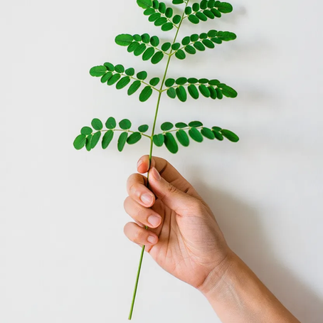 Le Moringa : Le secret "miracle" de la cosmétique naturelle pour une chevelure éclatante