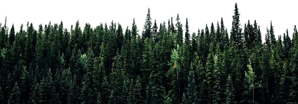 Cuidemos el bosque
