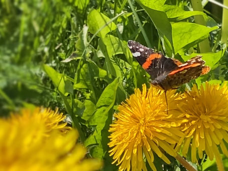 One of our happy customers, the migrating Red Admiral butterly.