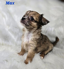 Max2.jpg