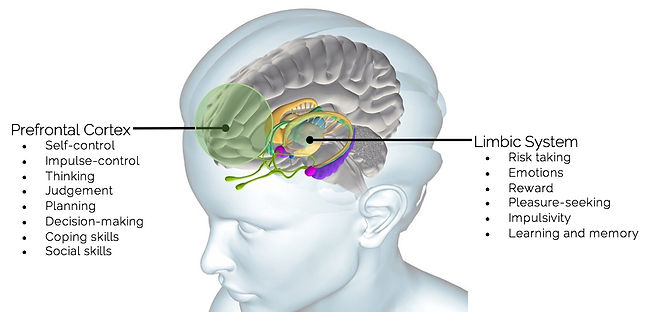 Brain2.jpeg