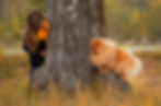 Kind spielt mit kleinem Hund im Wald – die besten Outdoor- und Indoor Aktivitäten mit Hund erleben, mit stilvollen Leinen von KL Dogs Accessories.