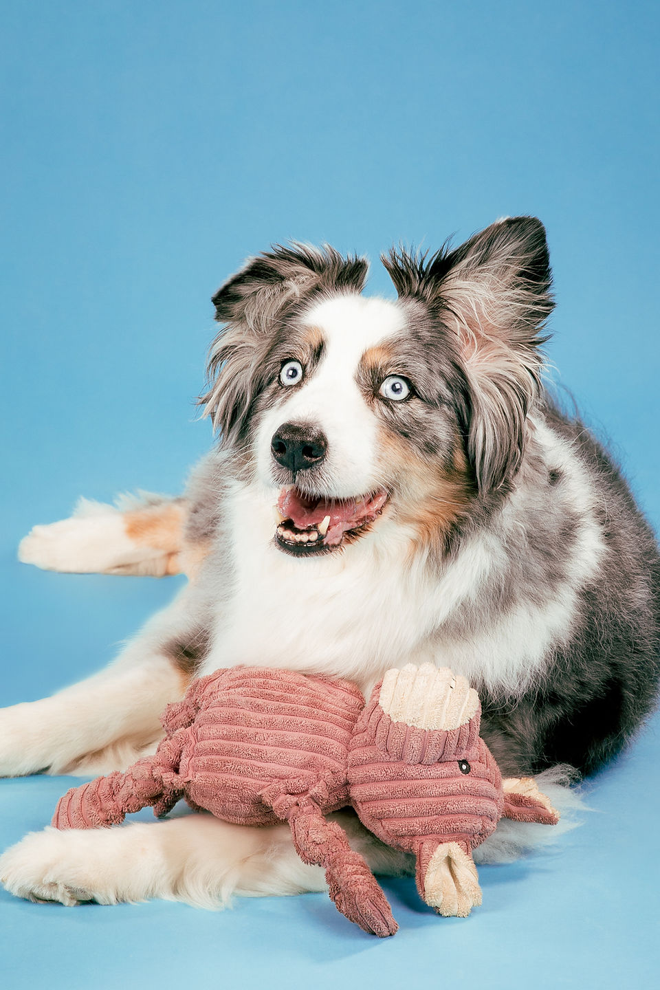 Seance photo chien Nantes, photographe chien studio nantes, photographe studio Nantes, photographe chien Nantes, photographe canin Nantes, Shooting chien Nantes, Alice Grumeau