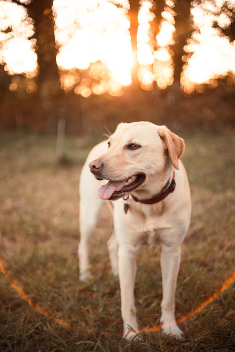 Seance photo Nantes, photographe Nantes, photographe chien Nantes, photographe canin Nantes, Shooting chien Nantes, Alice Grumeau