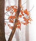 Forêt Misty