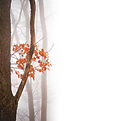 Forêt Misty